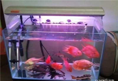超白魚缸分幾種品種：超白魚缸的優缺點