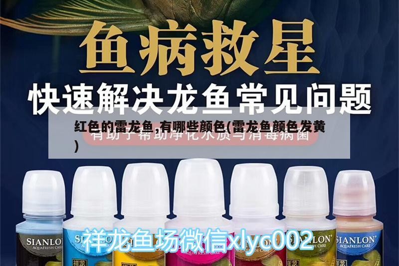 紅色的雷龍魚,有哪些顏色(雷龍魚顏色發黃)