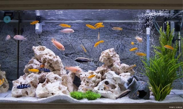 大魚缸里面養什么魚最好看：如何選擇一個適合大魚缸養的魚類