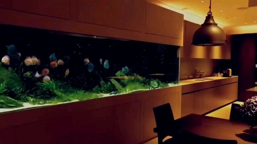 拉薩水族館七彩的靜態美