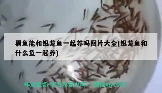 黑魚能和銀龍魚一起養嗎圖片大全(銀龍魚和什么魚一起養)