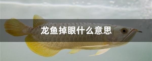 龍魚吃不吃死魚呢