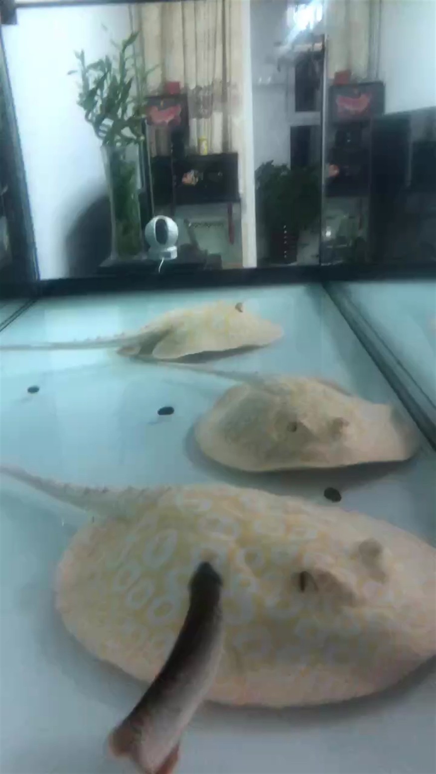 剛喂魚