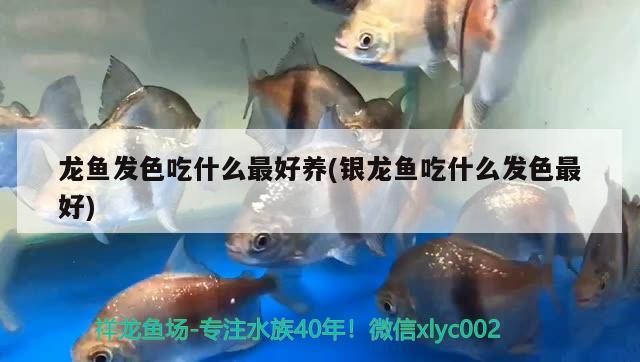 龍魚發色吃什么最好養(銀龍魚吃什么發色最好)