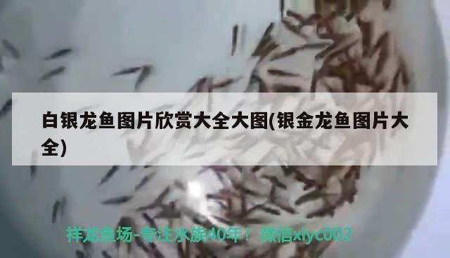 白銀龍魚圖片欣賞大全大圖(銀金龍魚圖片大全)