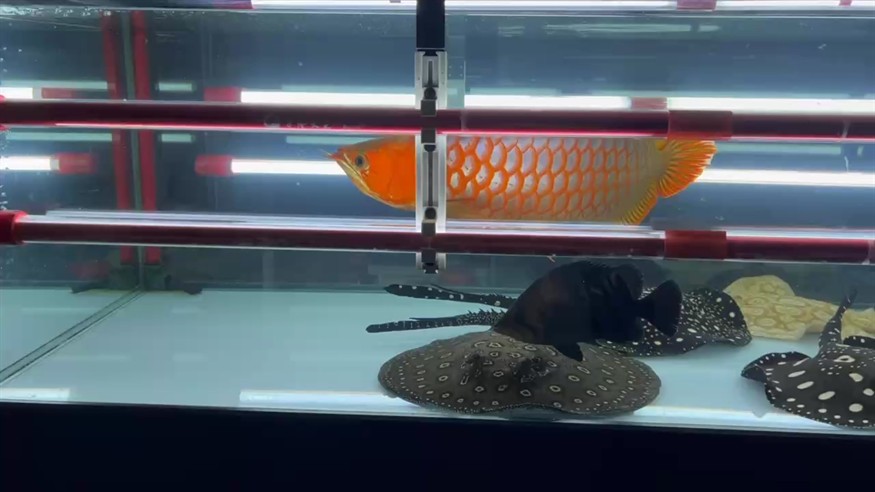 2023.9.4
萬隆天王無垢中魚發色過程記錄
2021.6.27開始上側燈