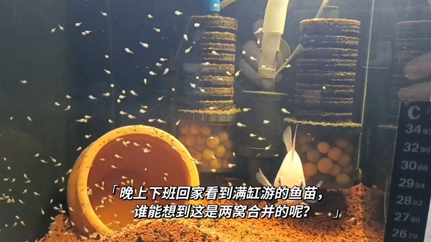 魚苗起飛第二天 魚苗起飛第二天 龍魚論壇