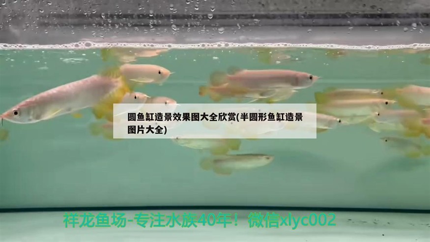 圓魚缸造景效果圖大全欣賞(半圓形魚缸造景圖片大全)