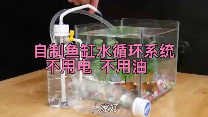 龍魚虎魚水溫多少度適合養殖（龍魚虎魚水溫多少度適合養殖呢） 龍魚虎魚水溫多少度適合養殖（龍魚虎魚水溫多少度適合養殖呢） 虎魚百科