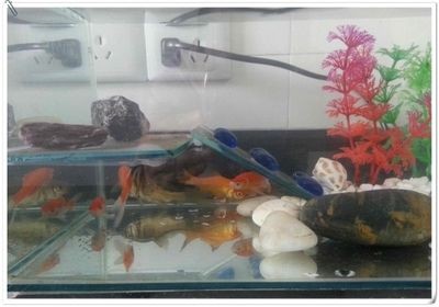 大魚缸適合養小魚嗎：大魚缸的尺寸選擇魚缸的尺寸選擇魚缸養小魚的重要因素
