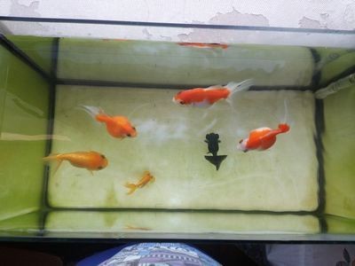 大魚缸適合養小魚嗎：大魚缸的尺寸選擇魚缸的尺寸選擇魚缸養小魚的重要因素
