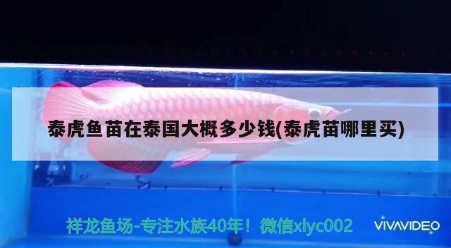 泰虎魚苗在泰國大概多少錢(泰虎苗哪里買) 泰虎魚苗在泰國大概多少錢(泰虎苗哪里買) 虎魚百科