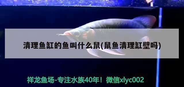 10公分虎魚和40公分龍魚混養可行嗎？（10公分虎魚和40公分龍魚混養可以嗎）