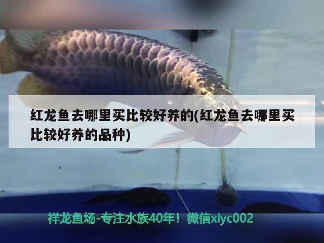 白化銀板咬龍魚(銀龍魚反白怎么救)