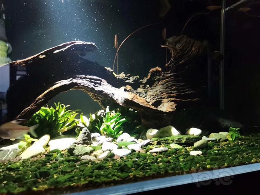 沉木對魚缸有什么用：沉木對魚缸的作用