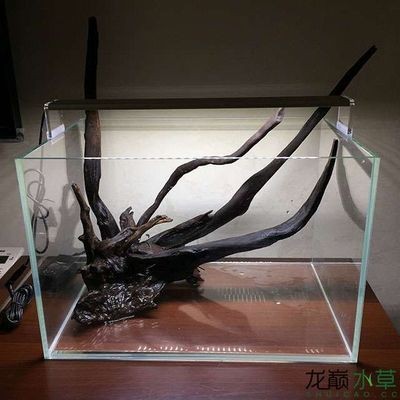 沉木對魚缸有什么用：沉木對魚缸的作用