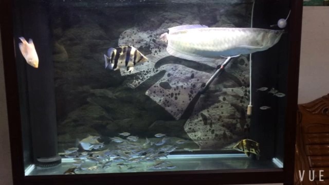 換水我的虎魚好興奮