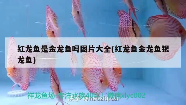 紅頭虎頭蜂的種類及種類介紹，紅頭虎頭虎頭、紅頭虎頭、玉頂虎頭、玉頂虎頭、玉頂虎頭