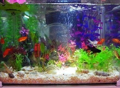帶蓋子的魚(yú)缸改過(guò)濾:帶蓋子的魚(yú)缸如何改造 魚(yú)缸百科 第1張 帶蓋子的魚(yú)缸改過(guò)濾:帶蓋子的魚(yú)缸如何改造 帶蓋子的魚(yú)缸改過(guò)濾:帶蓋子的魚(yú)缸如何改造 魚(yú)缸百科 第1張