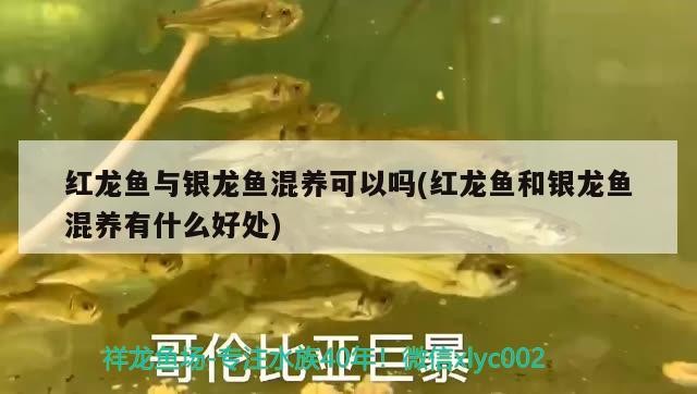 紅龍魚與銀龍魚混養可以嗎(紅龍魚和銀龍魚混養有什么好處)