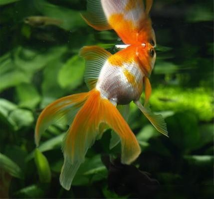 嶗山區一帆風順水族店（嶗山區一帆風順水族店地址）