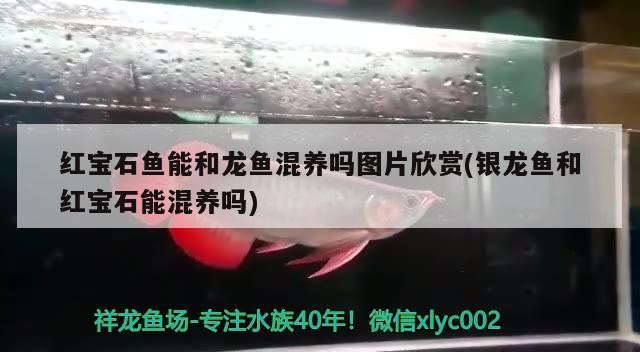紅寶石魚能和龍魚混養嗎圖片欣賞(銀龍魚和紅寶石能混養嗎)