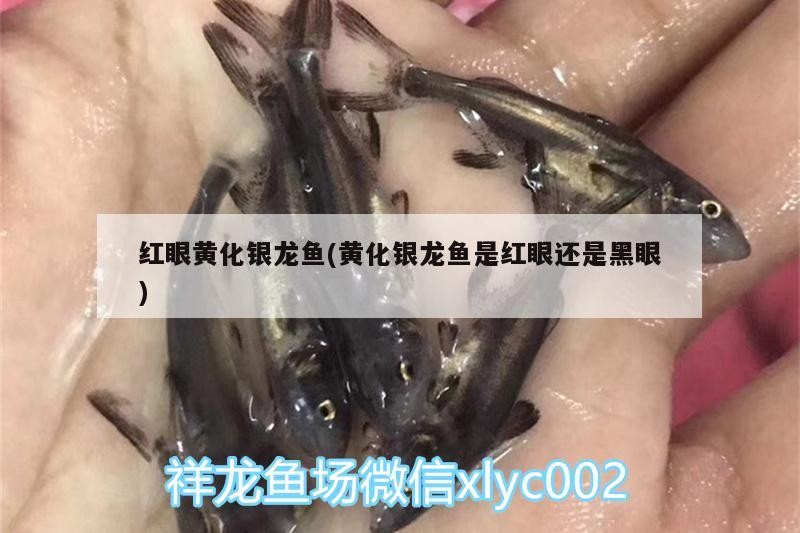 紅眼黃化銀龍魚(黃化銀龍魚是紅眼還是黑眼)