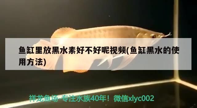 紅龍魚缸背景圖片高清壁紙（紅龍魚缸背景圖片高清壁紙大全）