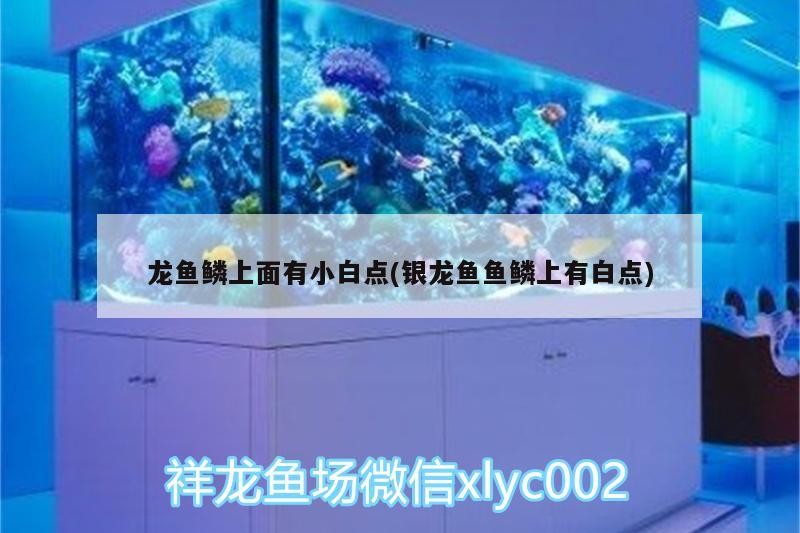 龍魚鱗上面有小白點(銀龍魚魚鱗上有白點)