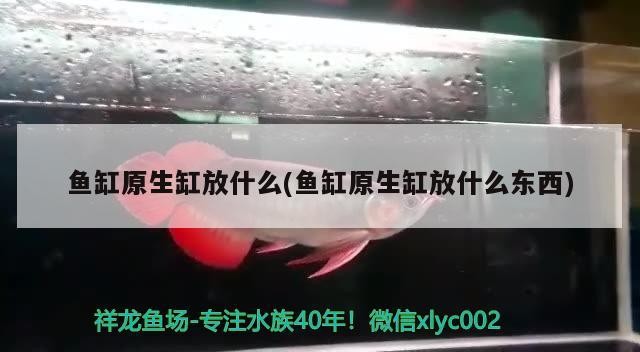 魚缸原生缸放什么(魚缸原生缸放什么東西)