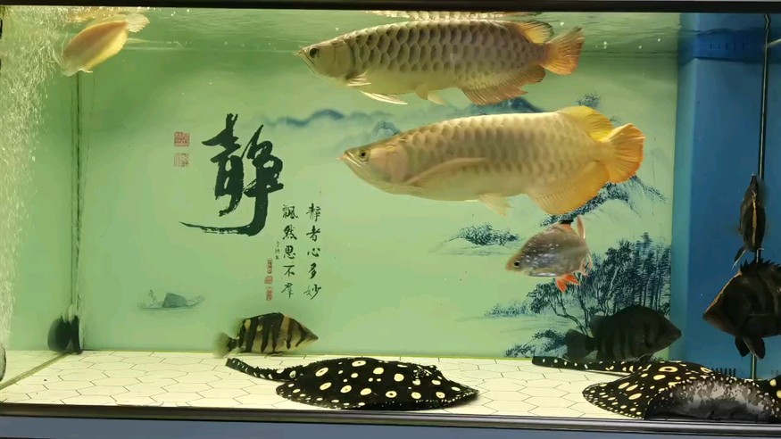 龍魚吃了活泥鰍應該如何處理？（龍魚吃了活泥鰍后多久會吐出來？）