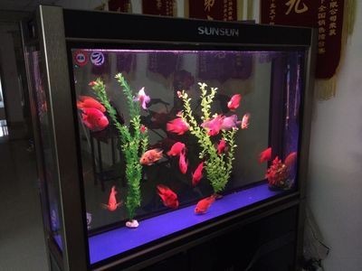 大型觀賞魚缸的價格：大型觀賞魚缸價格