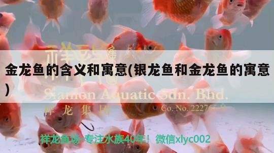 金龍魚的含義和寓意(銀龍魚和金龍魚的寓意)