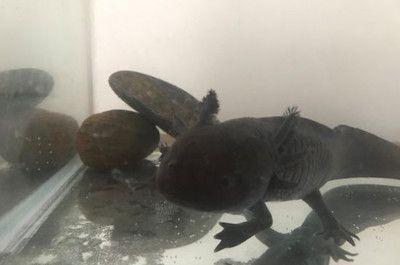 龍魚怎么產卵