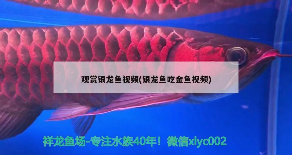 觀賞銀龍魚視頻(銀龍魚吃金魚視頻)