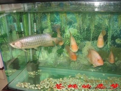 紅龍魚一年長多少厘米正常呢圖片視頻（紅龍魚一年長多少厘米正常呢圖片視頻大全）