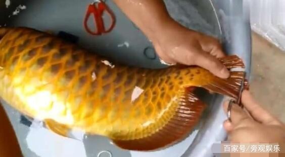 品相好的紅龍魚圖片欣賞（品相好的紅龍魚圖片欣賞大全）