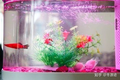 大型魚缸如何拆卸視頻：大型魚缸拆卸指導
