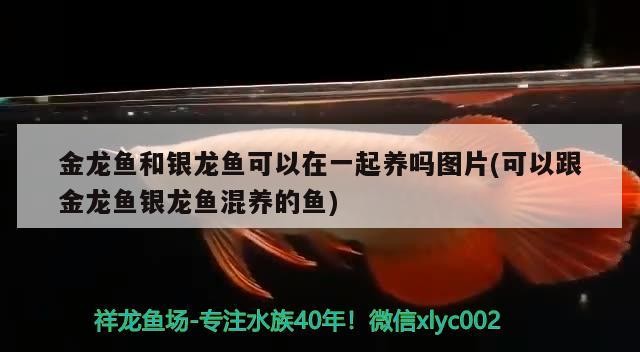 金龍魚和銀龍魚可以在一起養(yǎng)嗎圖片(可以跟金龍魚銀龍魚混養(yǎng)的魚)