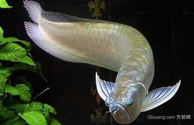 可以和銀龍魚混養的魚