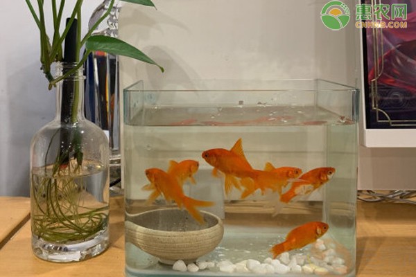 鄆城縣華龍水族館（鄆城縣華龍水族館電話）