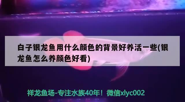 白子銀龍魚用什么顏色的背景好養(yǎng)活一些(銀龍魚怎么養(yǎng)顏色好看)