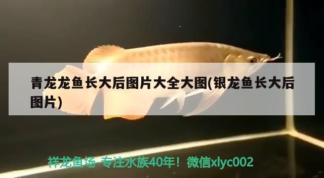 青龍龍魚長大后圖片大全大圖(銀龍魚長大后圖片)
