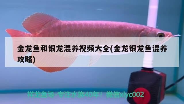 金龍魚和銀龍混養視頻大全(金龍銀龍魚混養攻略)