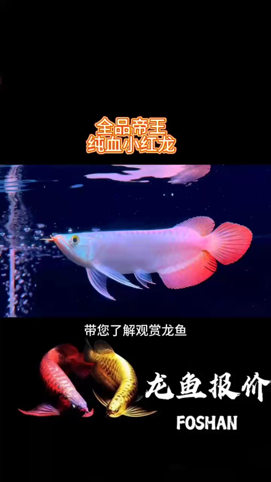 觀賞魚印尼純血小紅龍