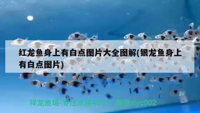 紅龍魚身上有白點圖片大全圖解(銀龍魚身上有白點圖片)