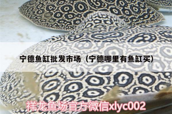 寧德魚缸批發市場（寧德哪里有魚缸買）
