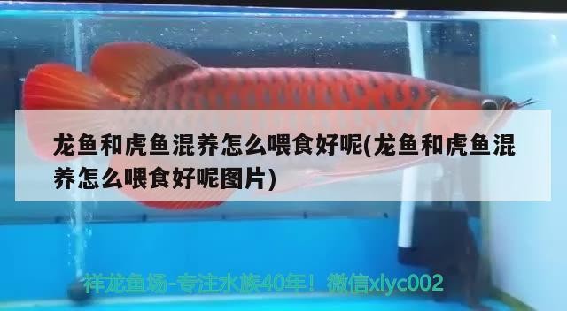 龍魚和虎魚混養怎么喂食好呢(龍魚和虎魚混養怎么喂食好呢圖片)