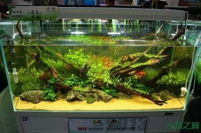 120魚缸造景：120魚缸造景技巧