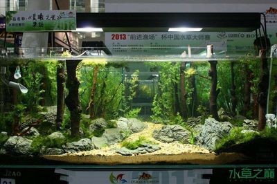 120魚缸造景：120魚缸造景技巧